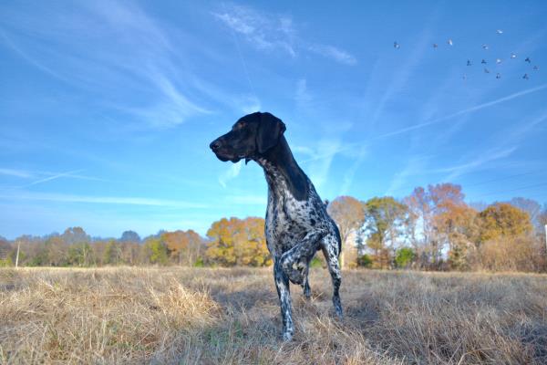 /Images/uploads/Southeast German Shorthaired Pointer Rescue/segspcalendarcontest/entries/31157thumb.jpg